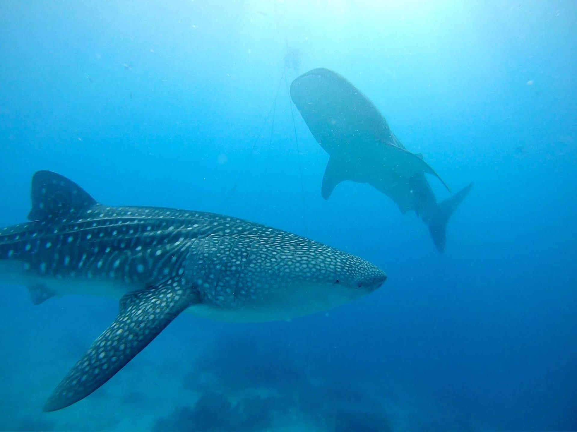 Southseas Beach Resort And Dive Center Santander Εξωτερικό φωτογραφία